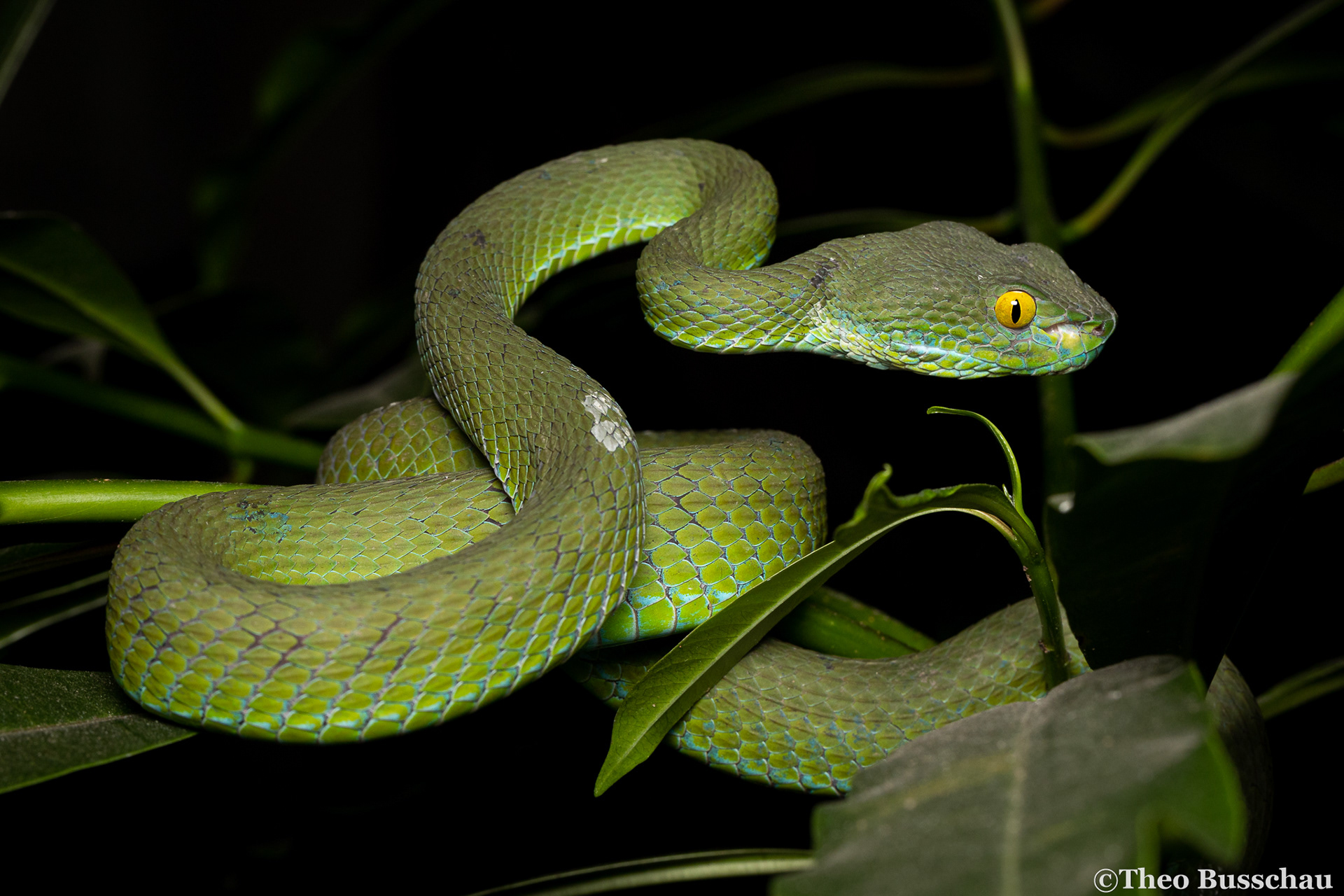 Large-eyed pit viper, Bangkok, Thailand.