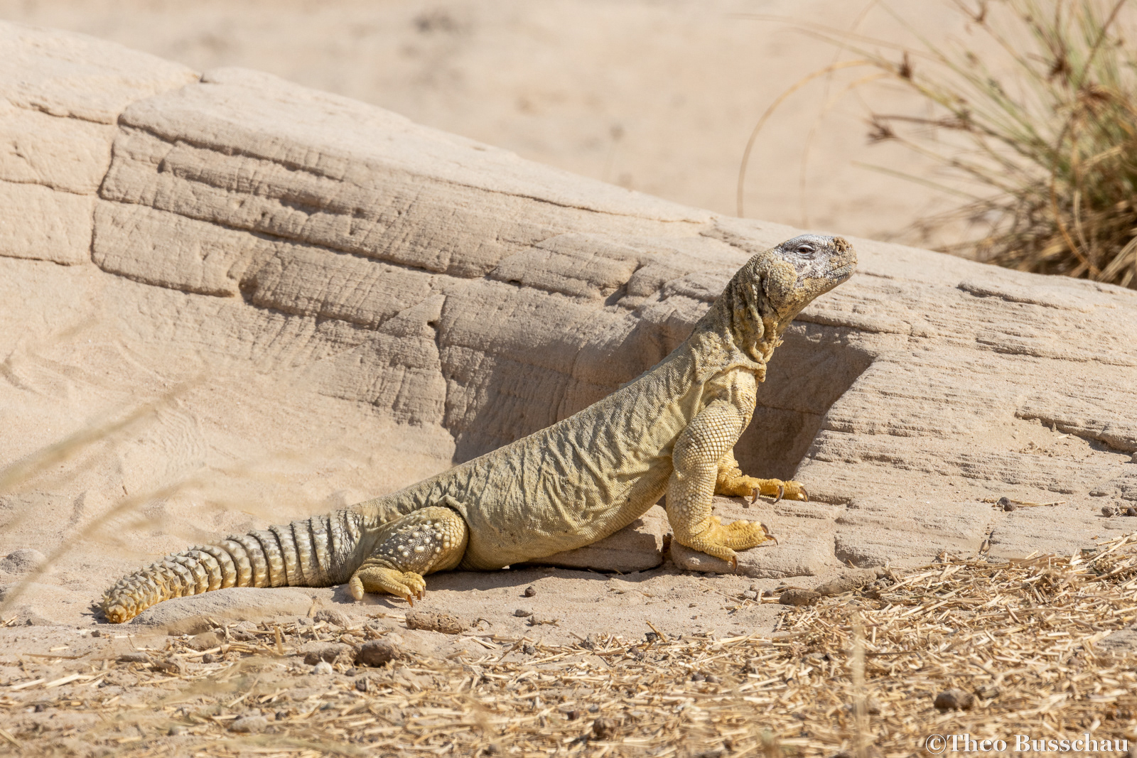 Egyptian spiny–tailed lizard, Dubai, United Arab Emirates.