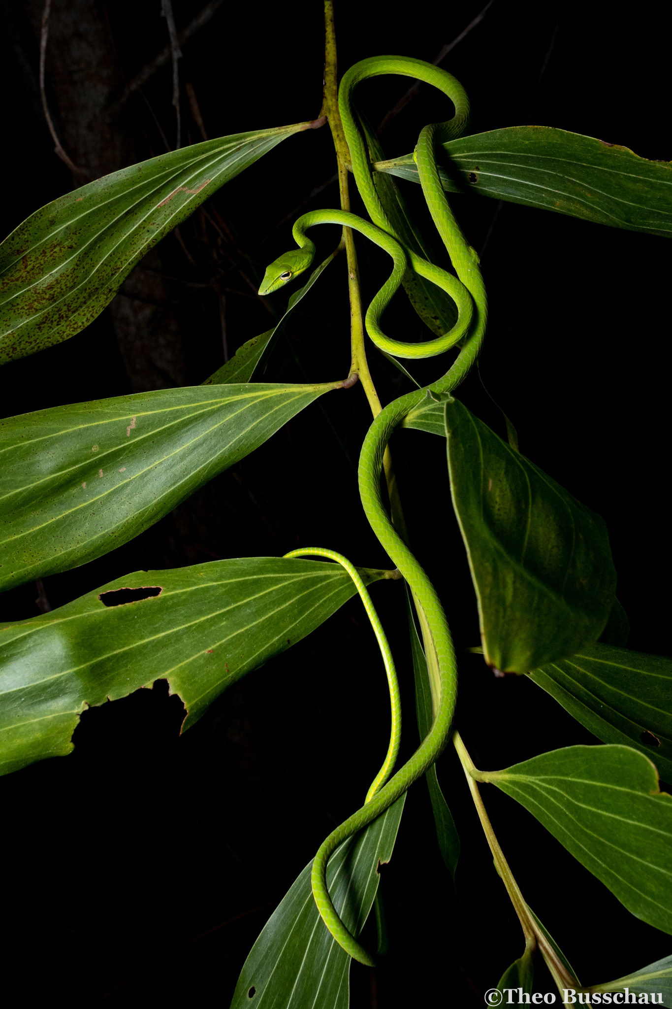 Asian vine snake, Sabah, Malaysia.