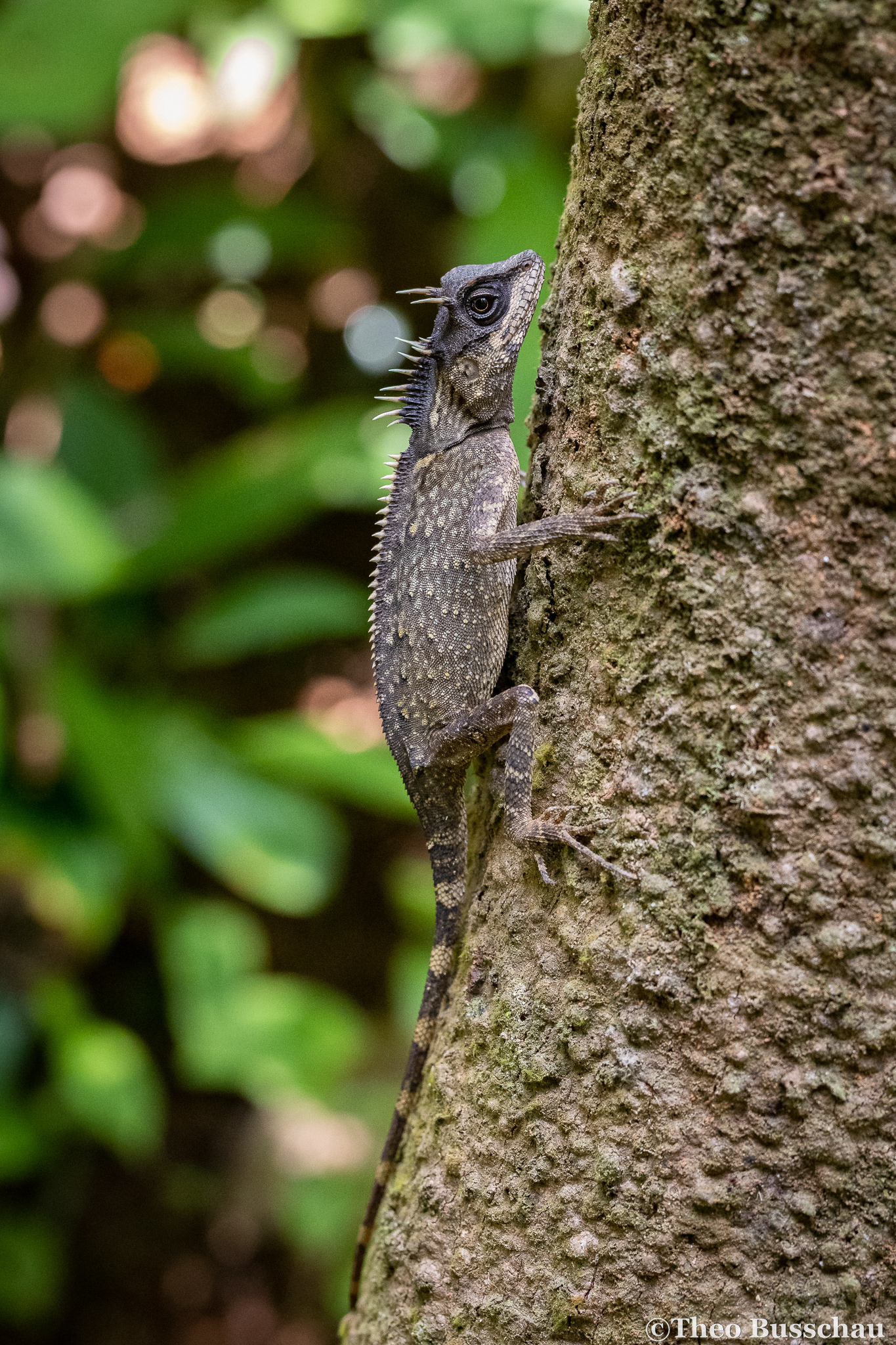 Phuket horned tree agama, Phuket, Thailand.