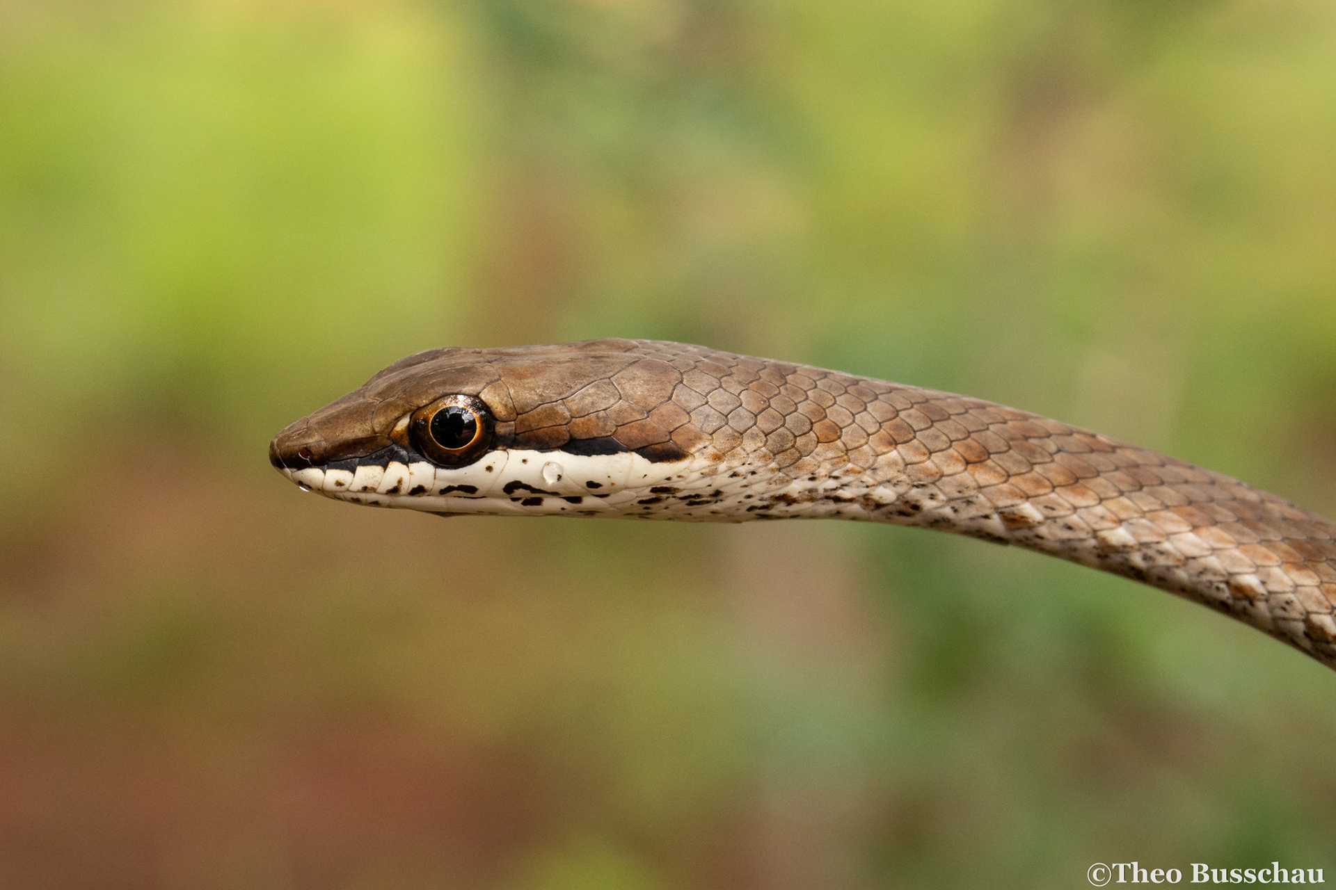 Link-marked sand snake, Taita-Taveta, Kenya.