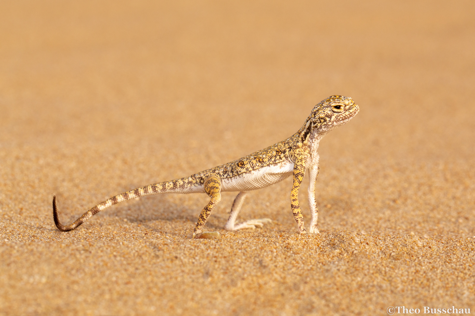 Arabian toad-headed agama, Dubai, United Arab Emirates.