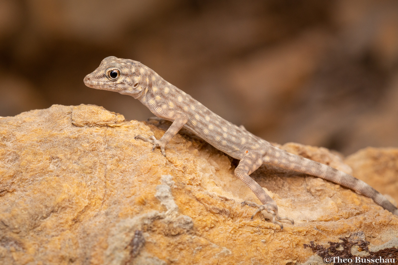 Bar-tailed semaphore gecko, Fujairah, United Arab Emirates.