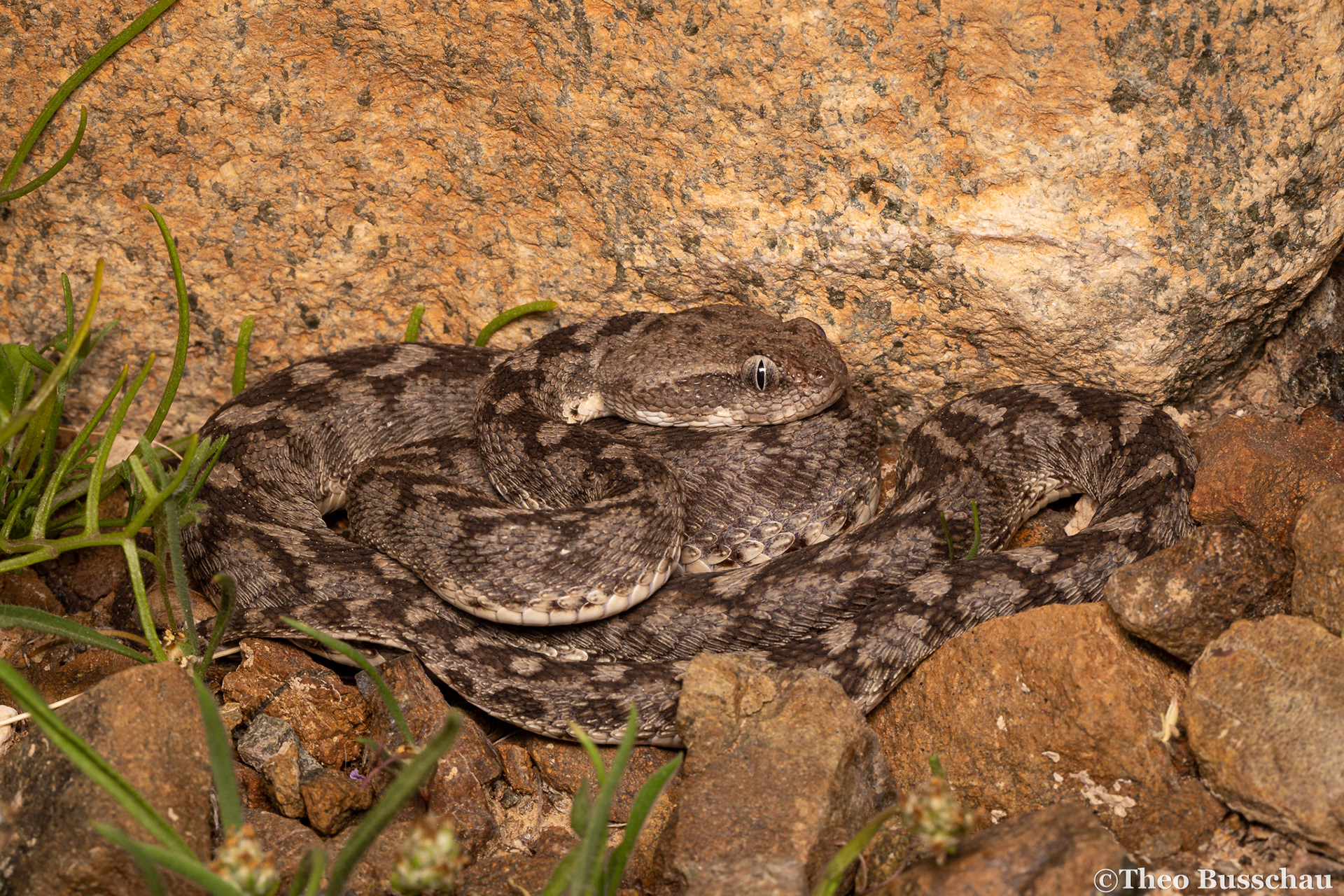 Oman saw-scaled viper, Dubai, United Arab Emirates.