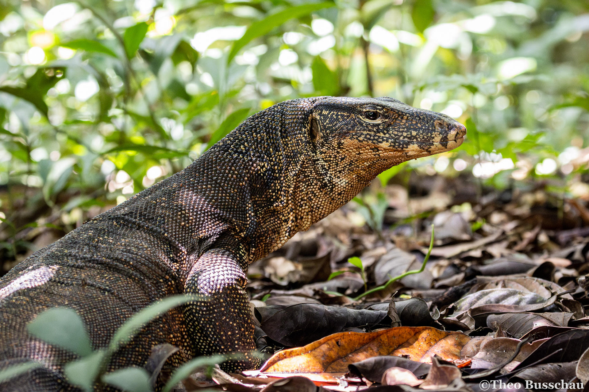 Asian water monitor, Sabah, Malaysia.