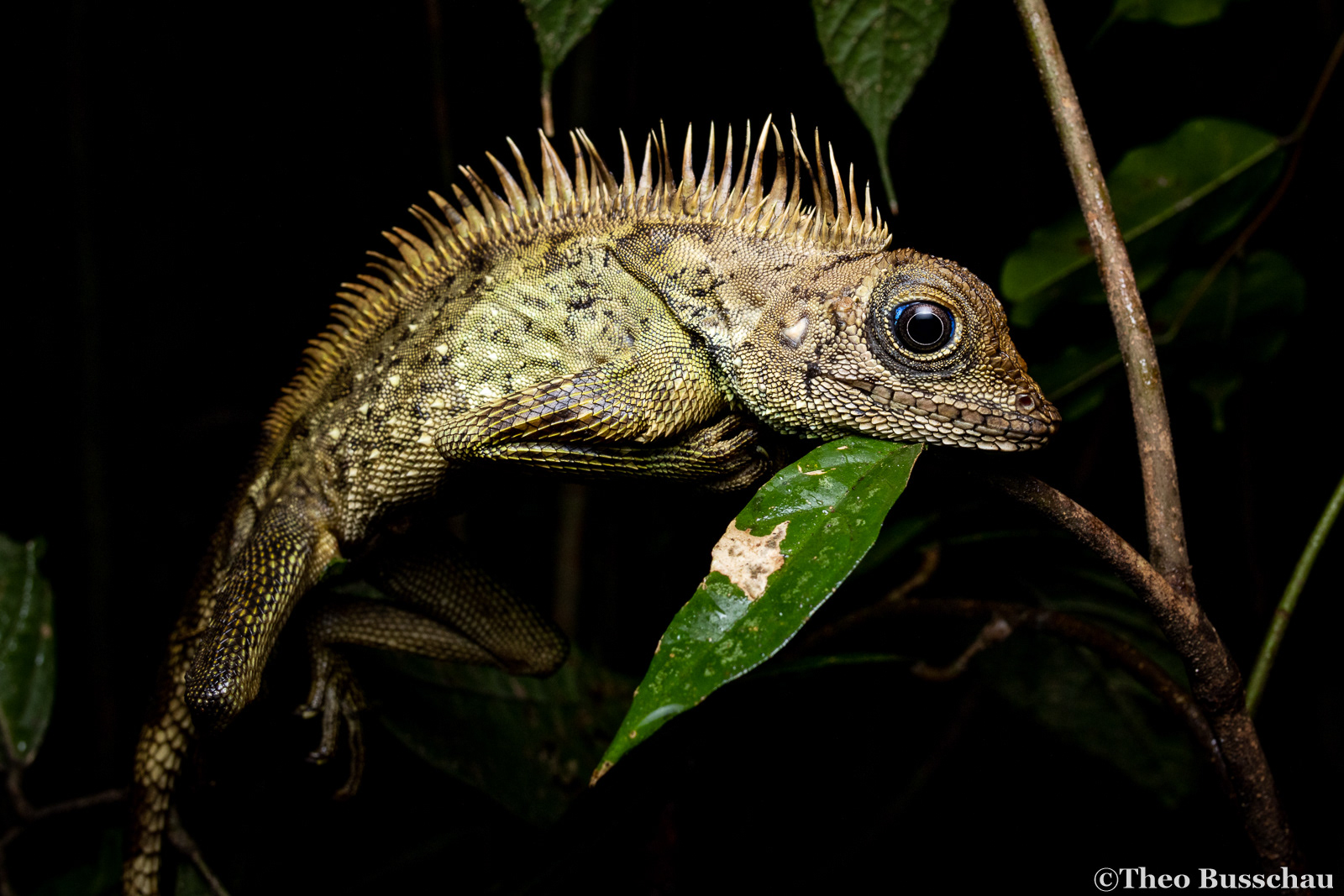 Bell's anglehead lizard,  Selangor, Malaysia