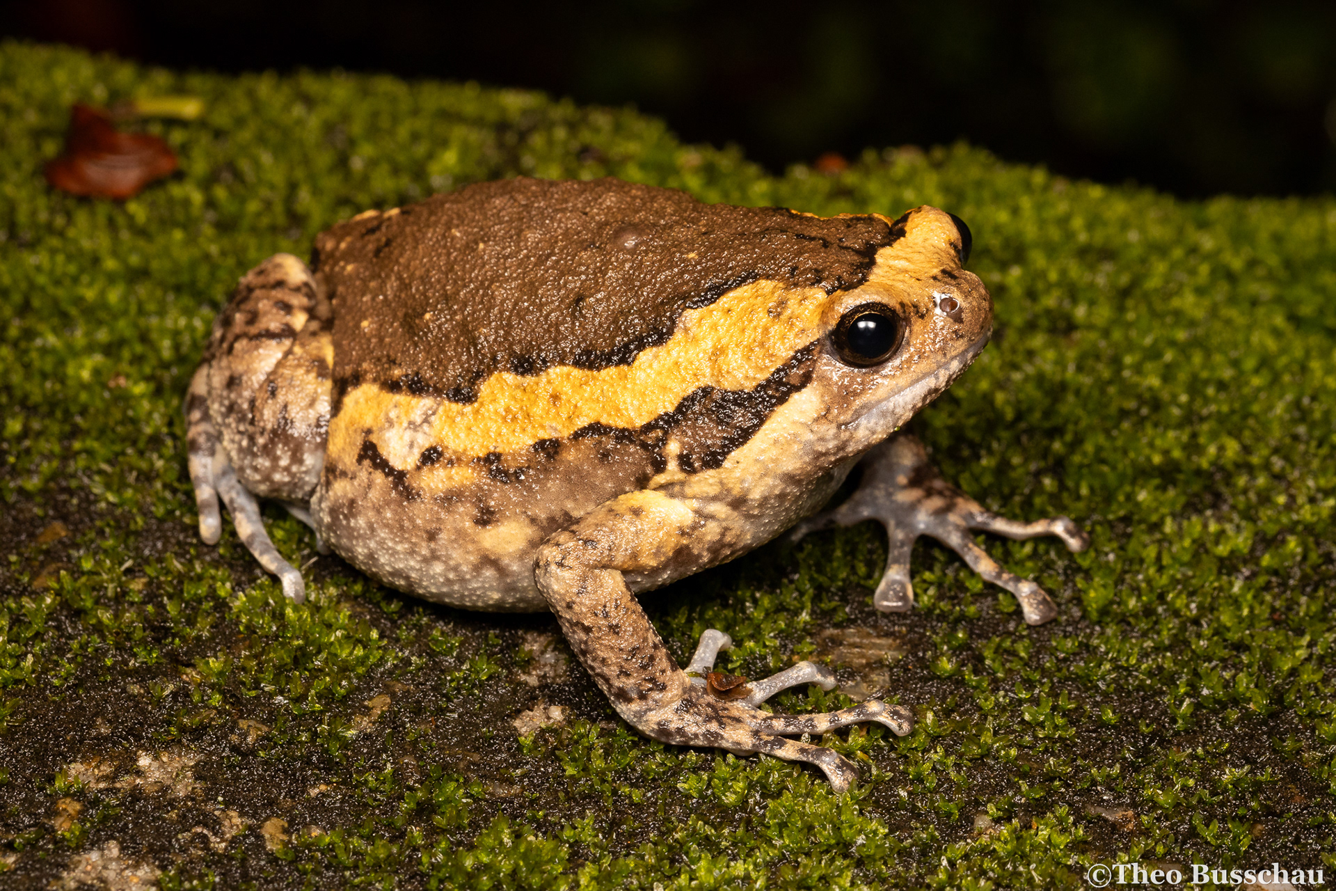 Asian painted frog, Guangdong, China.