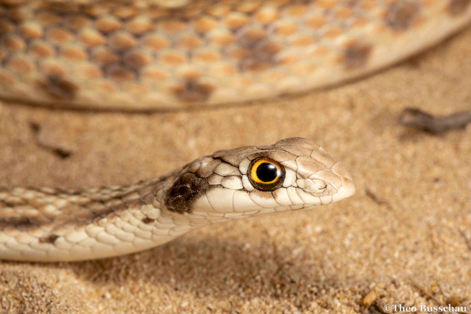 Hooded malpolon , Abu Dhabi, United Arab Emirates.