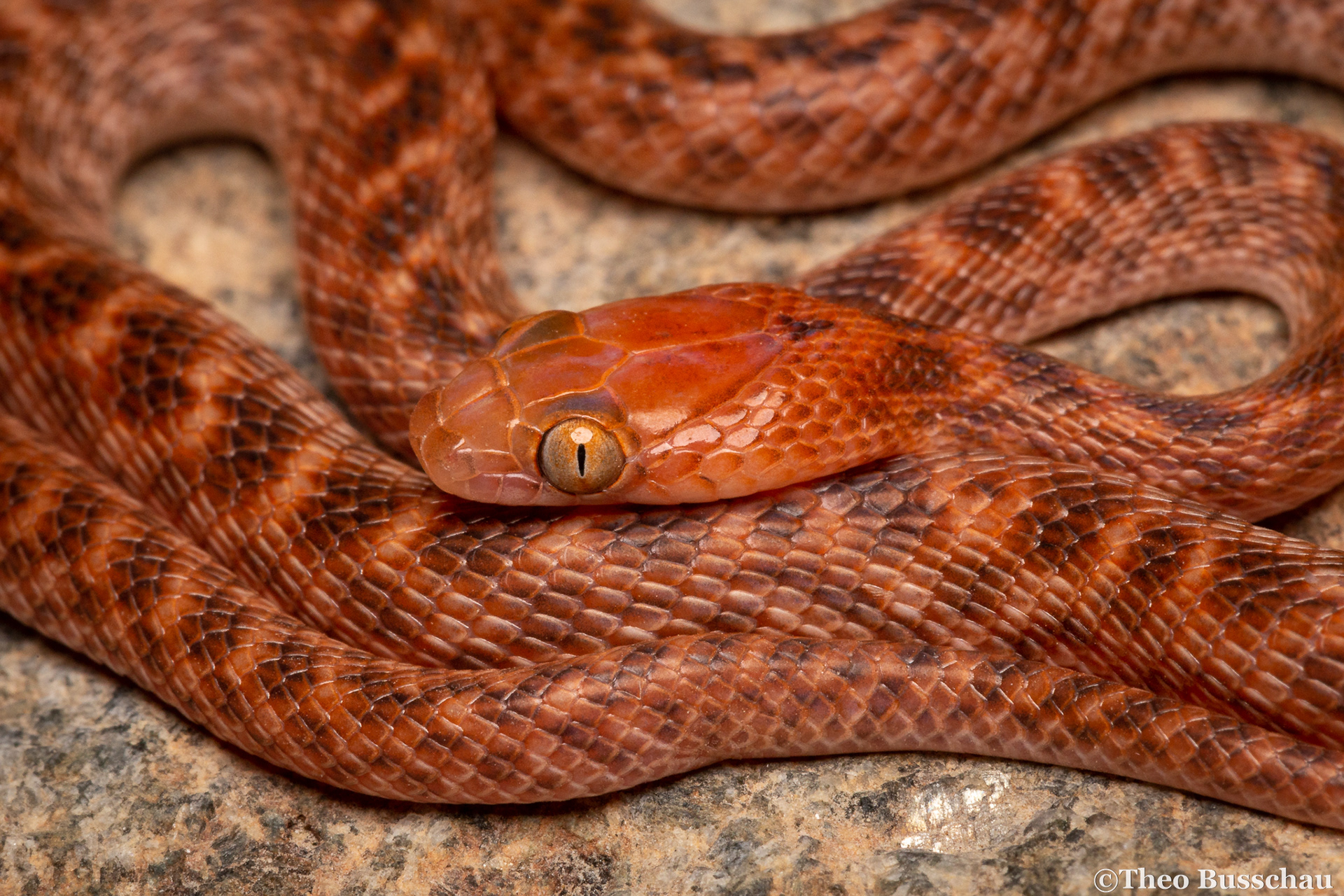 Arabian cat snake, Sharjah, United Arab Emirates.