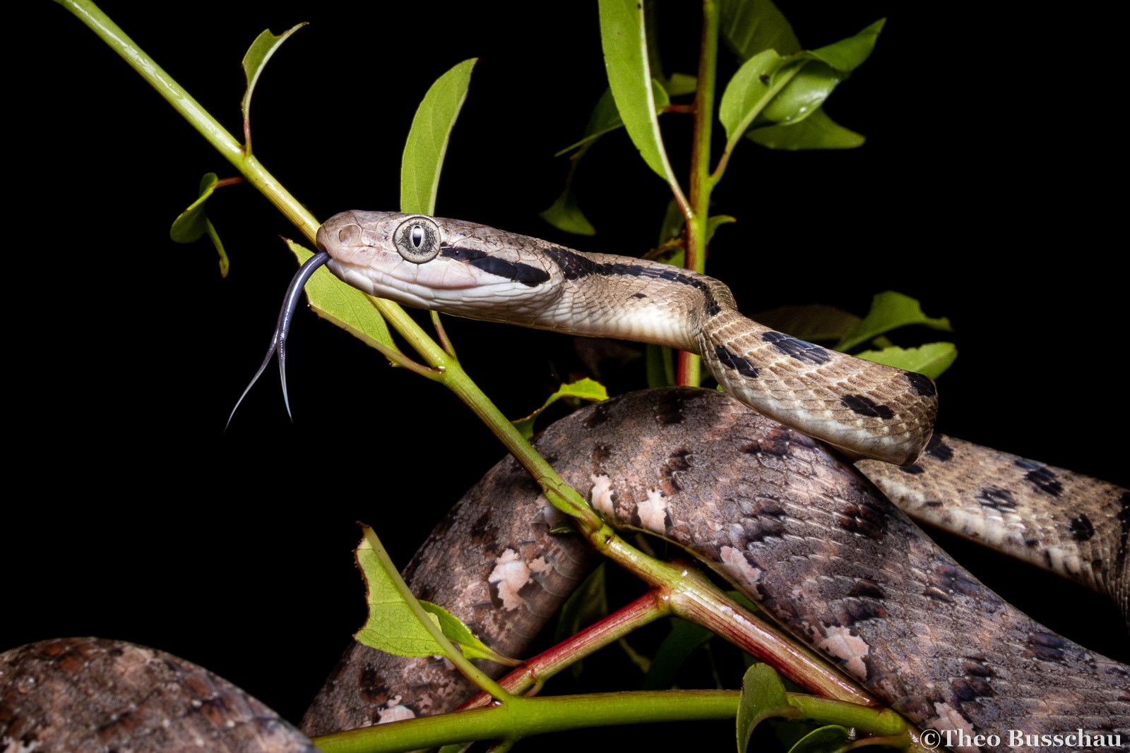 Siamese cat snake, Dong Nai, Vietnam.