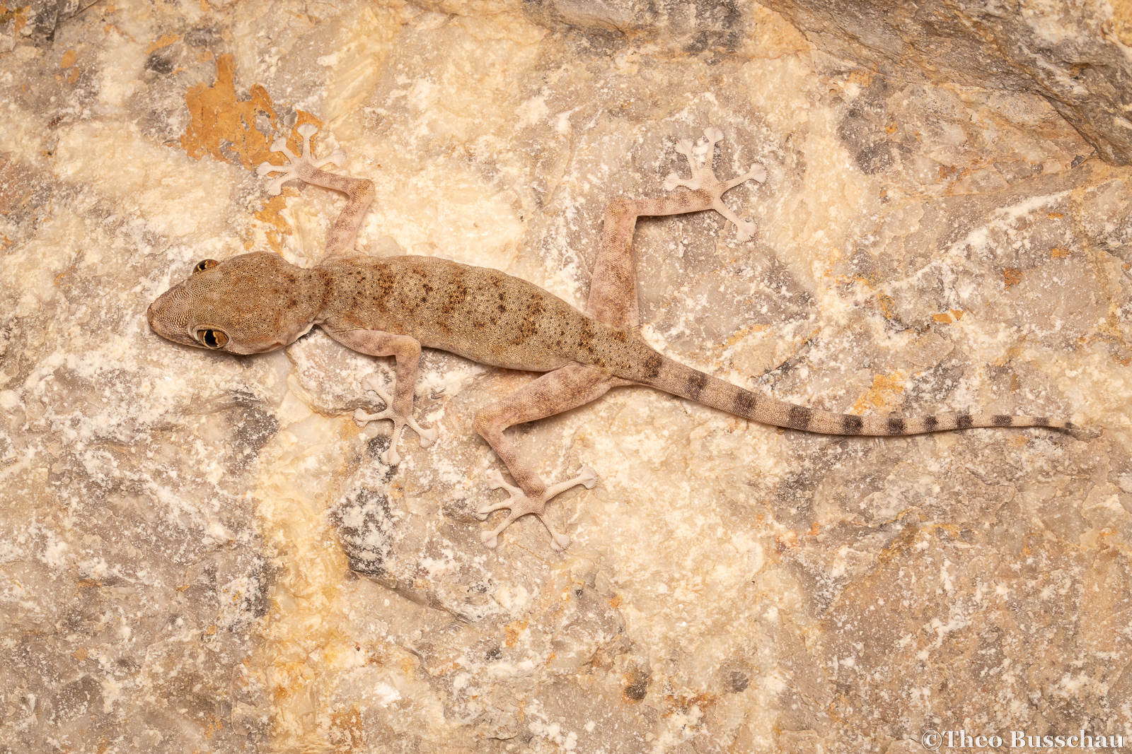 Ruus al Jibal fan-toed gecko, Fujairah, United Arab Emirates.