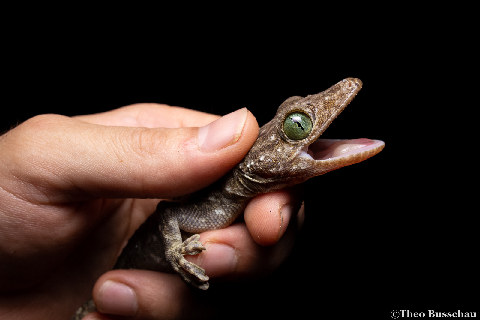 White-banded gecko, Sabah, Malaysia.