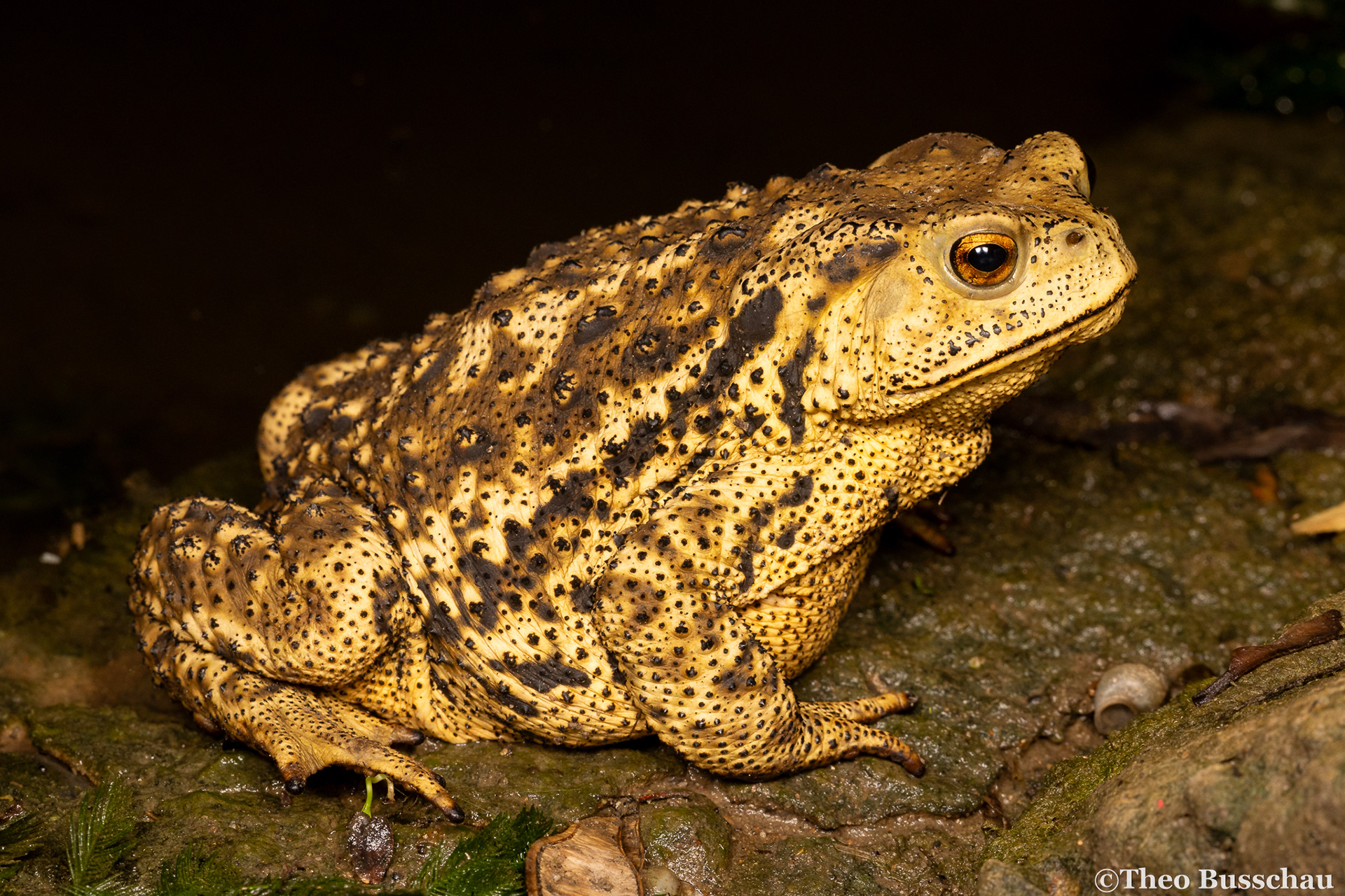 Asiatic toad, Beijing, China.