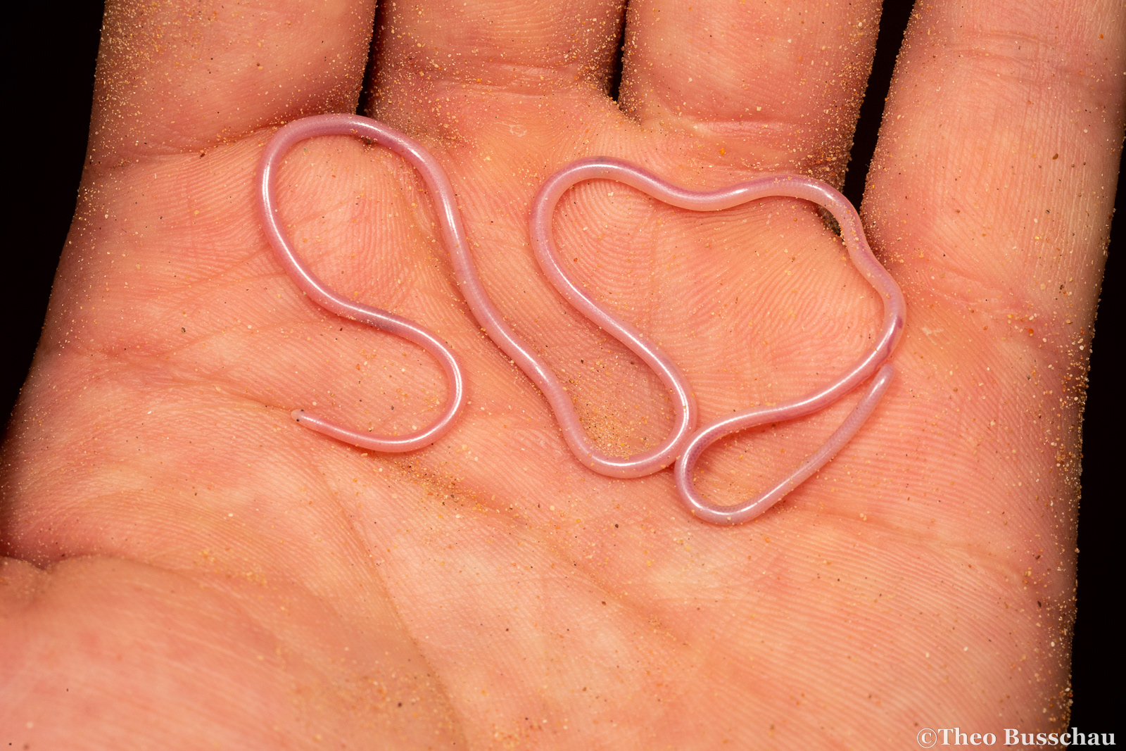 Long-nosed Worm Snake, Sharjah, United Arab Emirates.