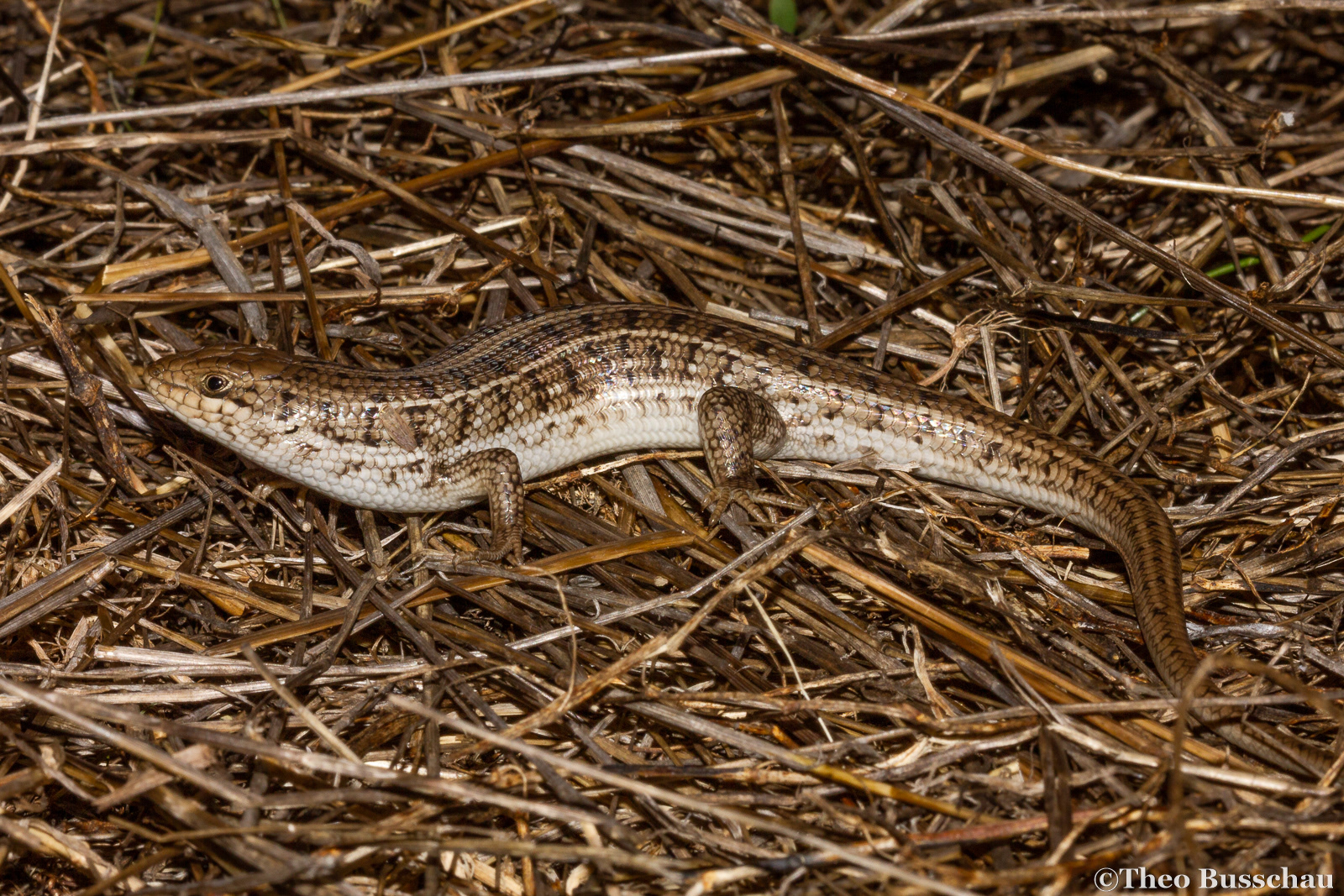 Cape skink, Western Cape, South Africa.
