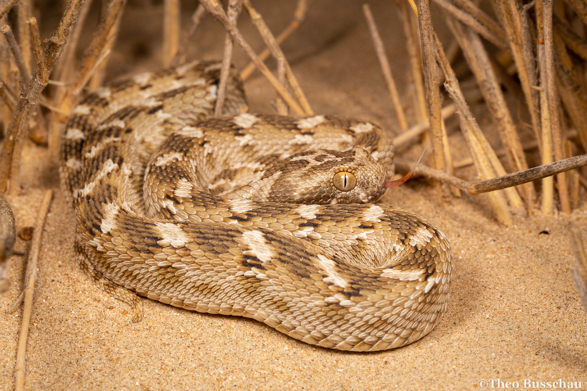 Sindh saw-scaled viper, Dubai, United Arab Emirates.