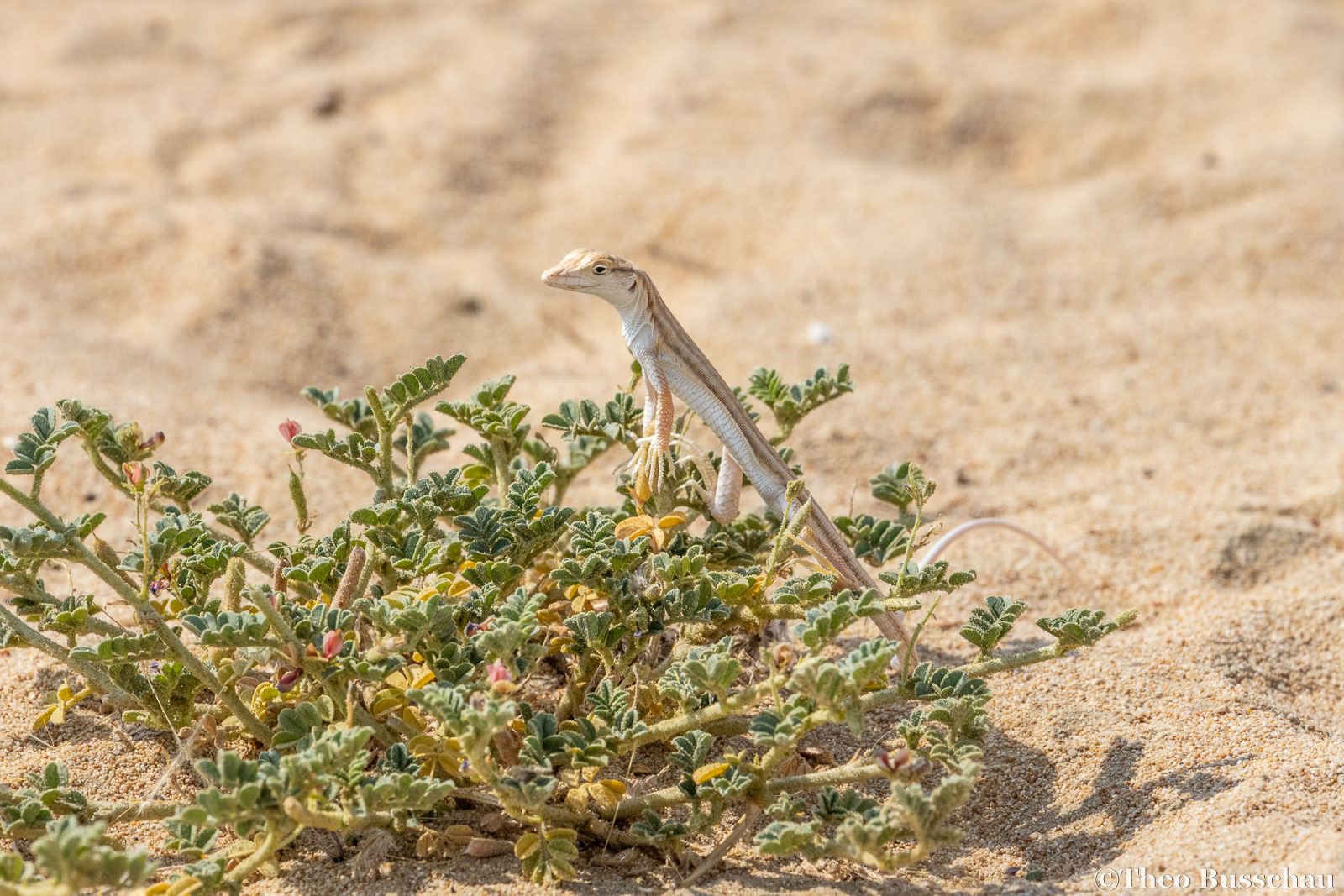Saudi fringe-toed lizard, Dubai, United Arab Emirates. 