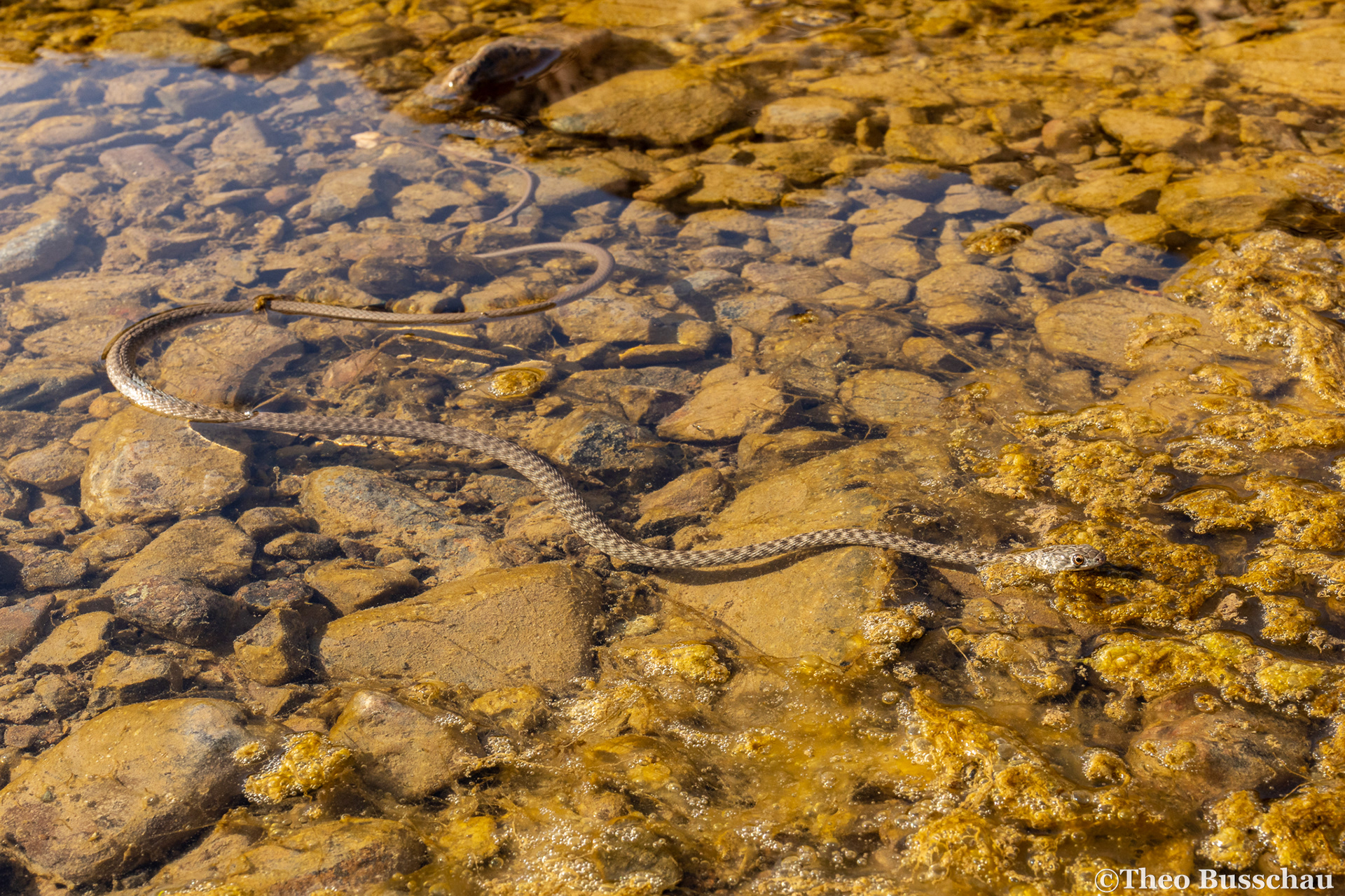 Wadi racer, Ras Al Khaimah, United Arab Emirates.