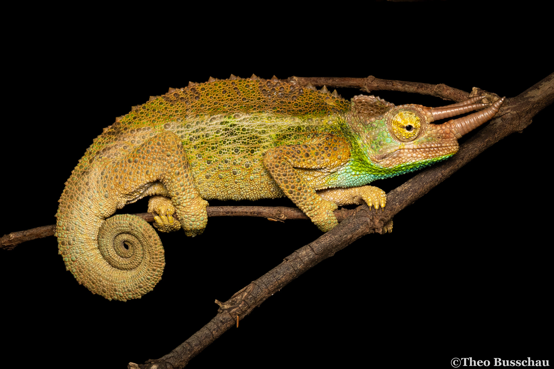 Jackson's chameleon, Nairobi, Kenya.