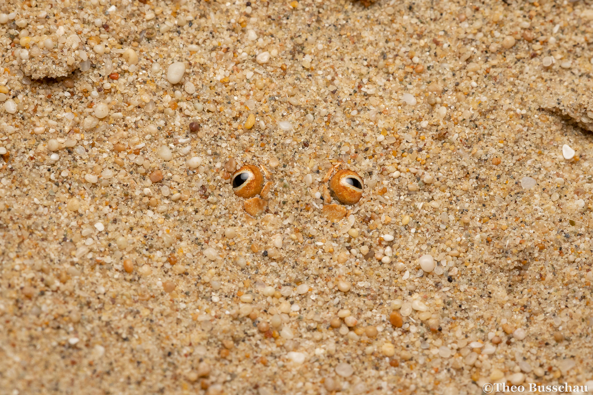 Arabian sand boa, Abu Dhabi, United Arab Emirates.