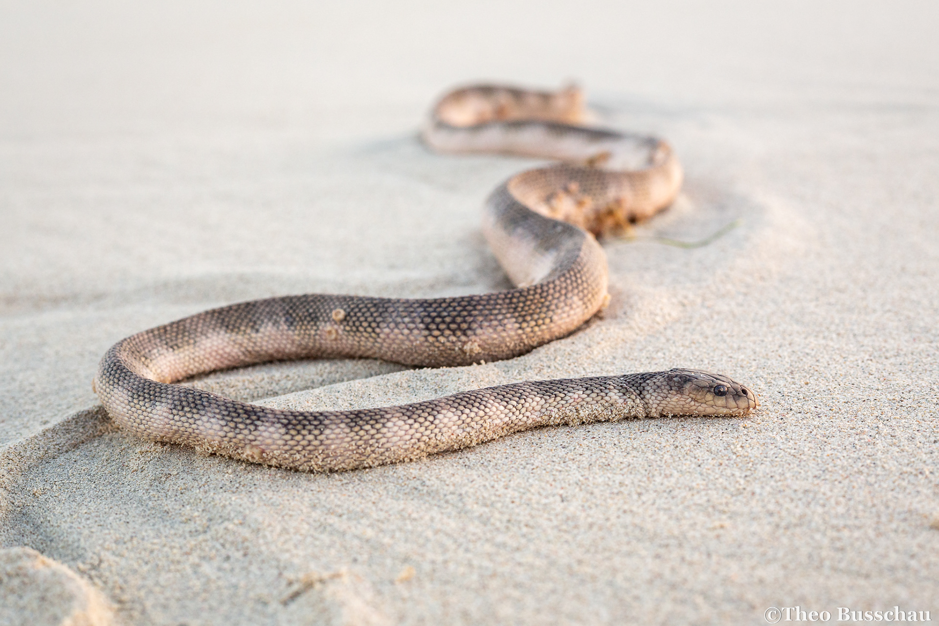 Gulf sea snake, Abu Dhabi, United Arab Emirates.