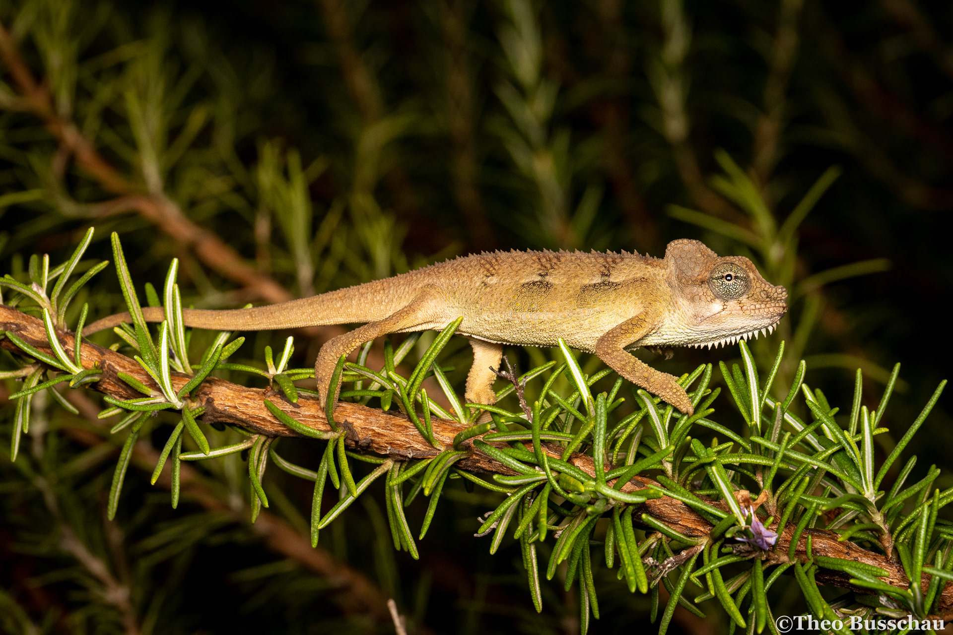 Von Hoehnel’s chameleon, Nairobi, Kenya.