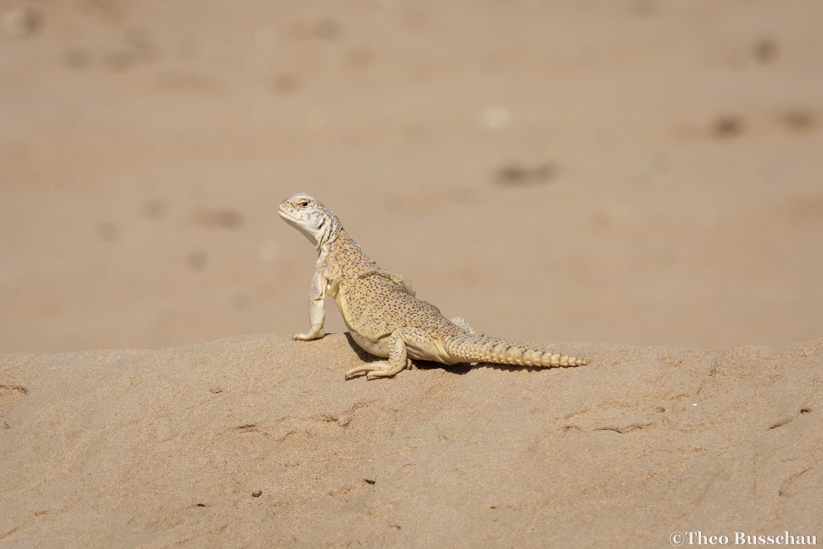 Egyptian spiny–tailed lizard, Dubai, United Arab Emirates.
