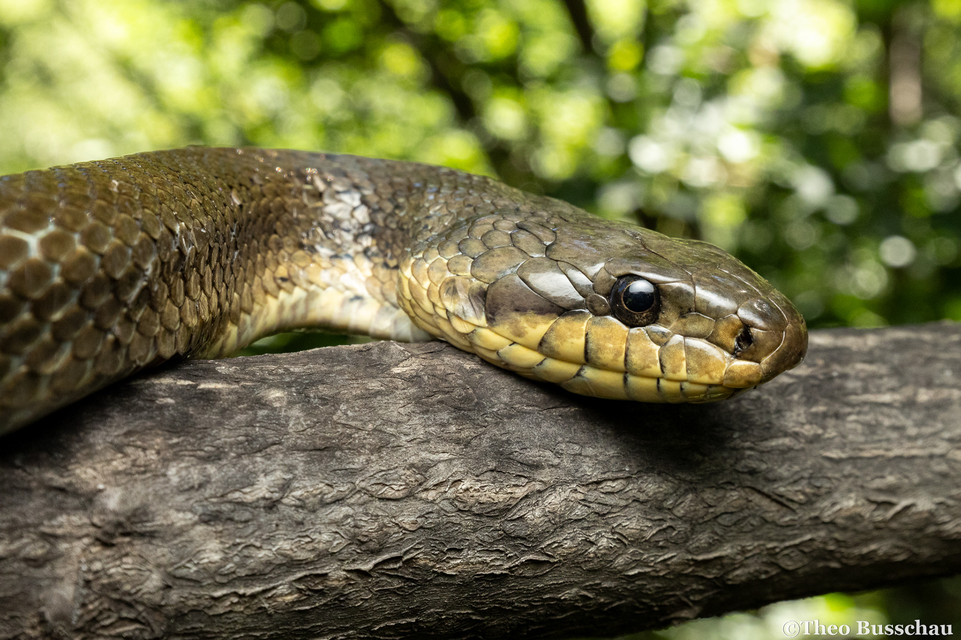 Korean rat snake, Hebei, China.