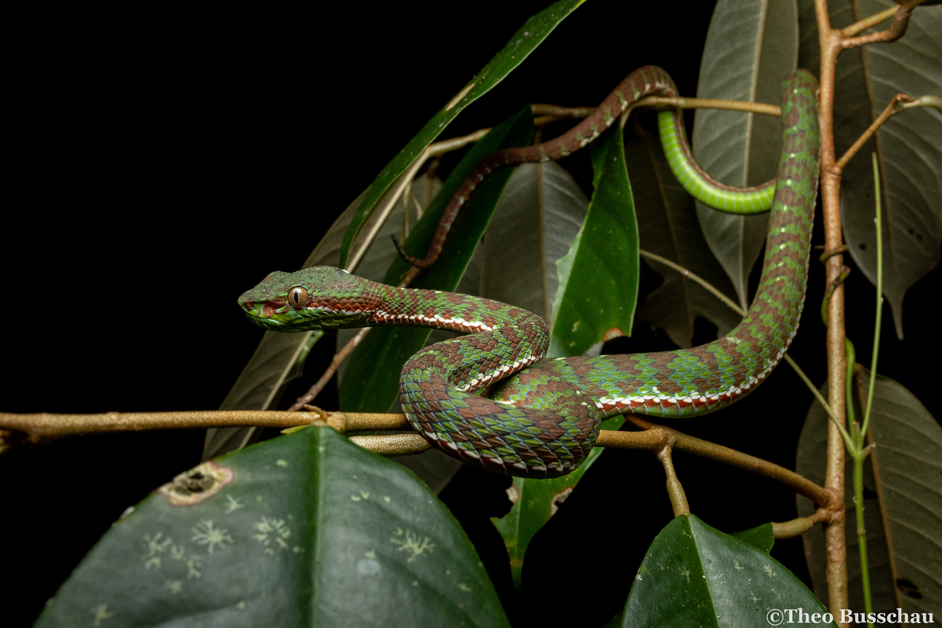 Phuket pit viper, Phuket, Thailand.