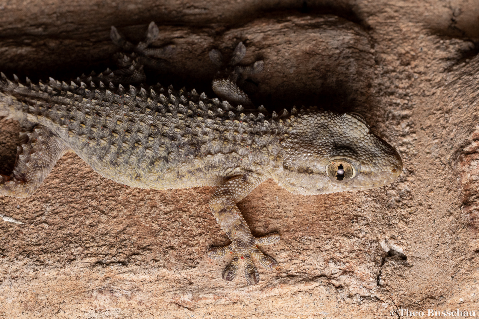 Common wall gecko, Ferrara, Italy.
