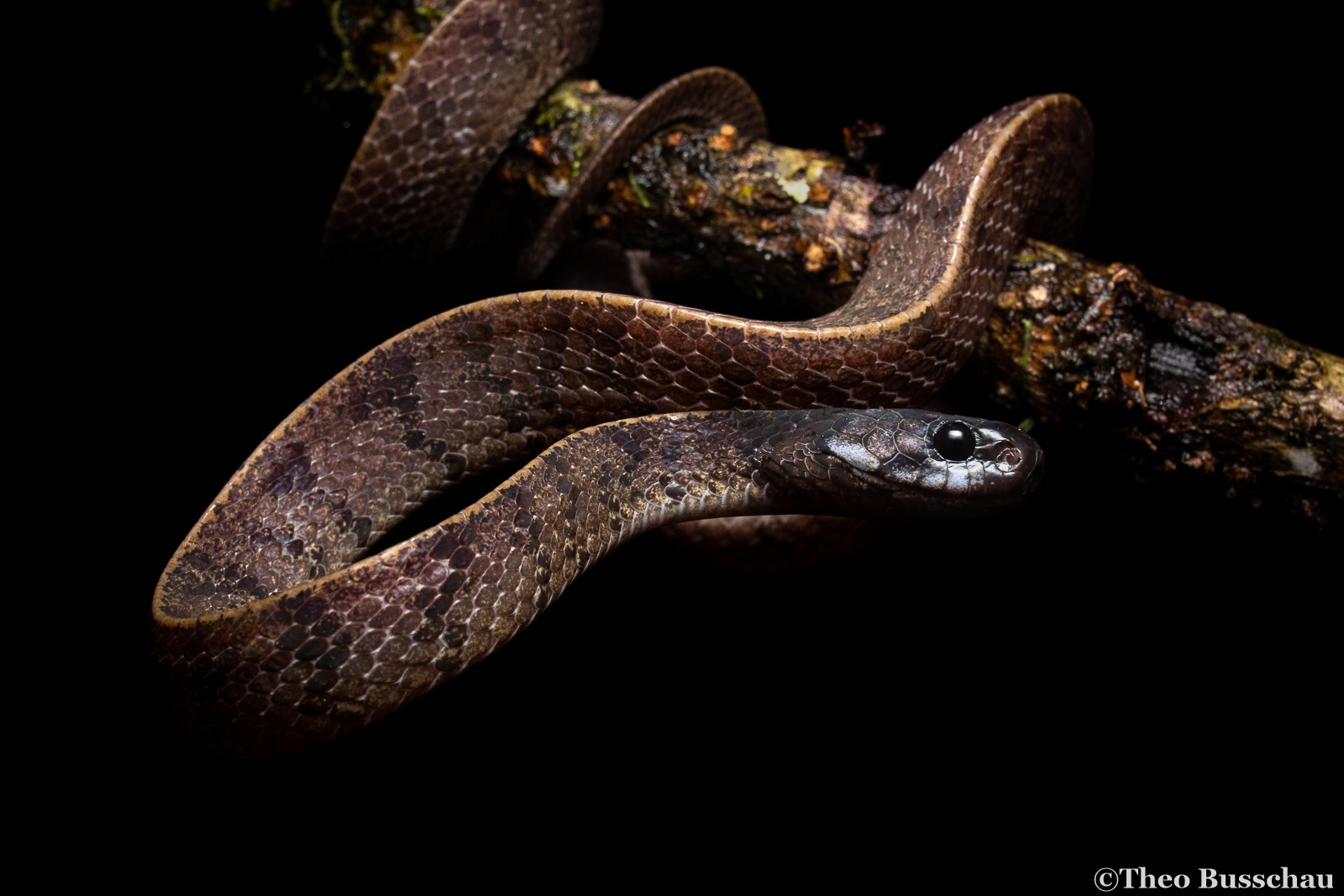 Sabah mountain smooth slug snake, Sabah, Malaysia.