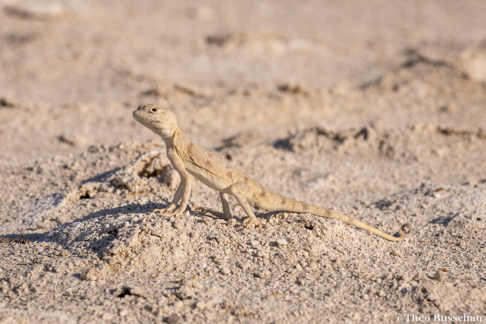 Spotted toad-headed agama, Abu Dhabi, United Arab Emirates.