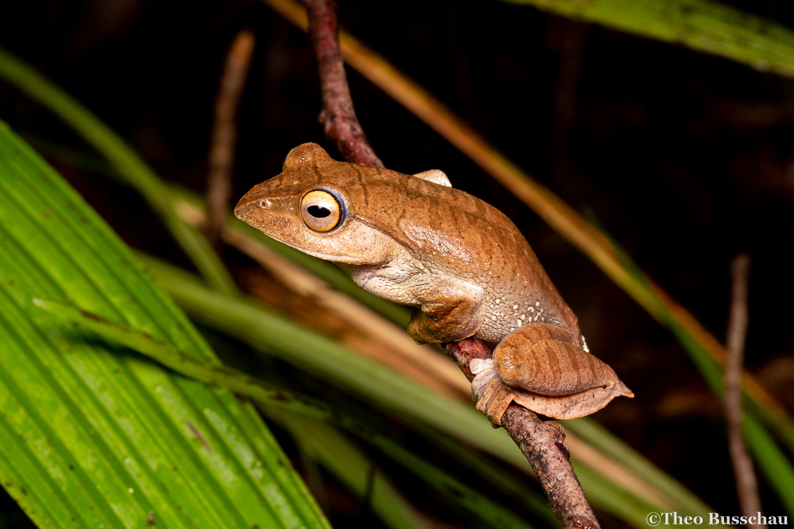 Kinabalu flying frog, Sabah, Malaysia.
