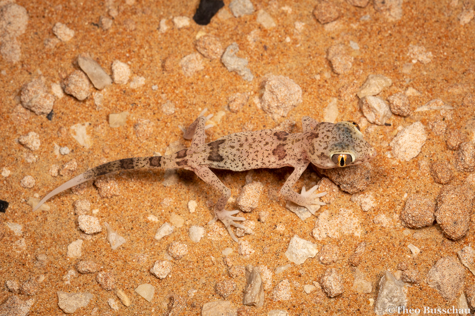Eastern sand gecko, Sharjah, United Arab Emirates.