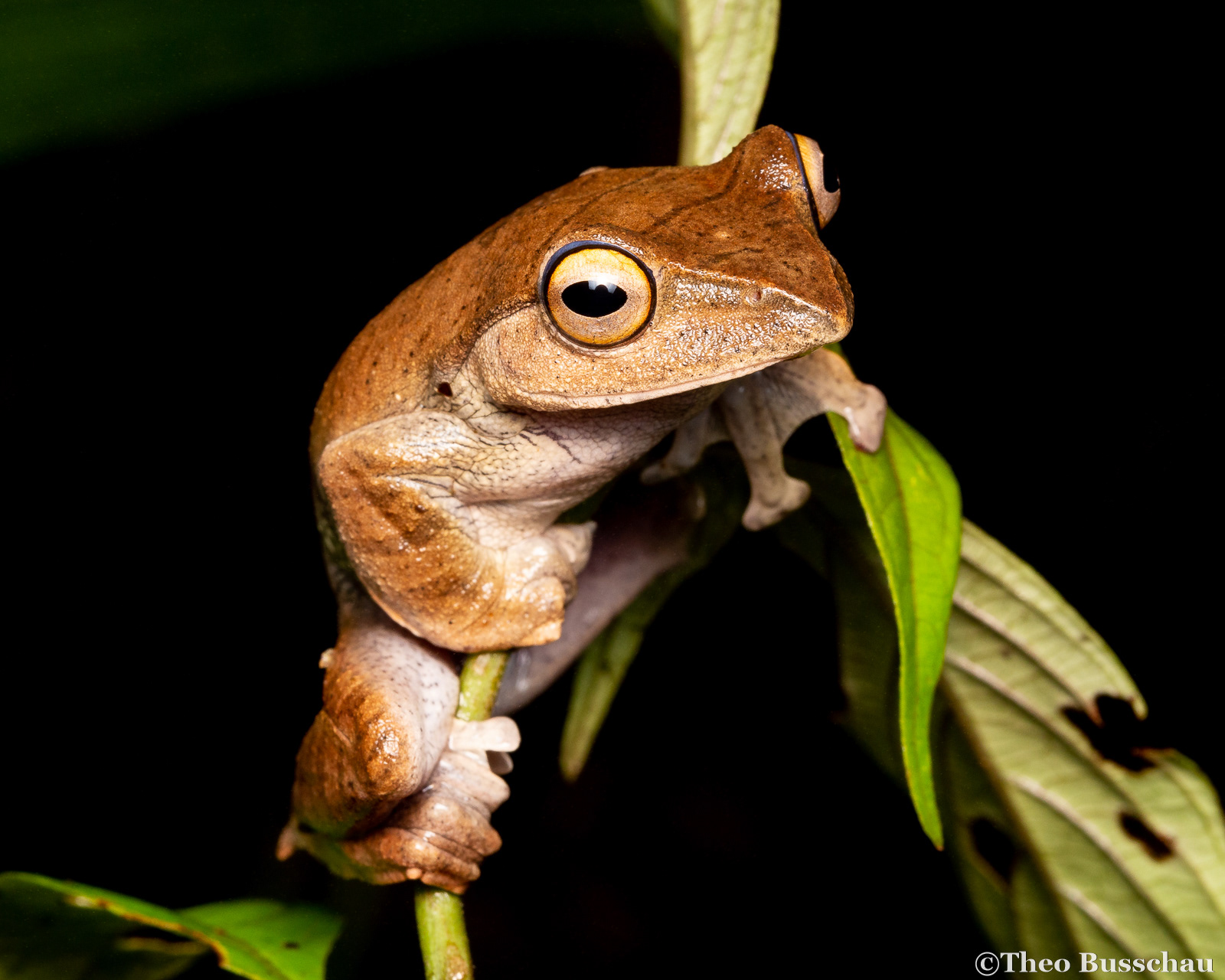 Kinabalu flying frog, Sabah, Malaysia.