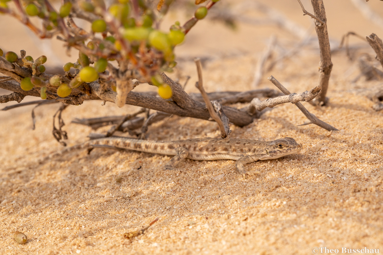 Blanford's short-nosed desert lizard , Abu Dhabi, United Arab Emirates.