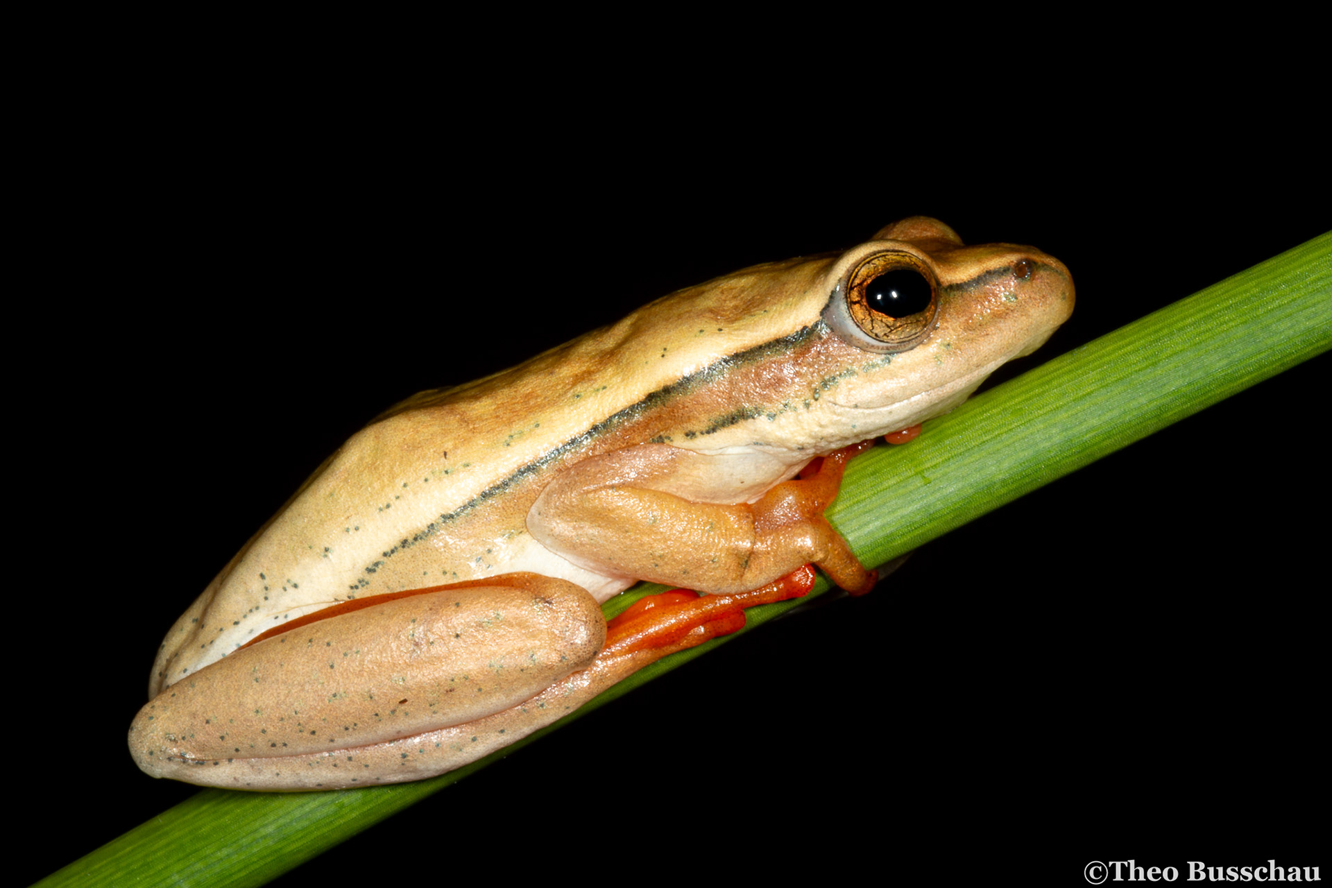 Arum lily reed frog, Western Cape, South Africa.