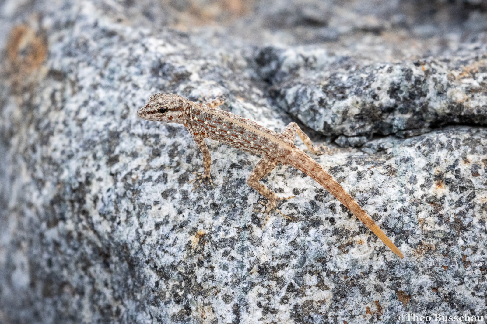 Rock semaphore gecko, Sharjah, United Arab Emirates.