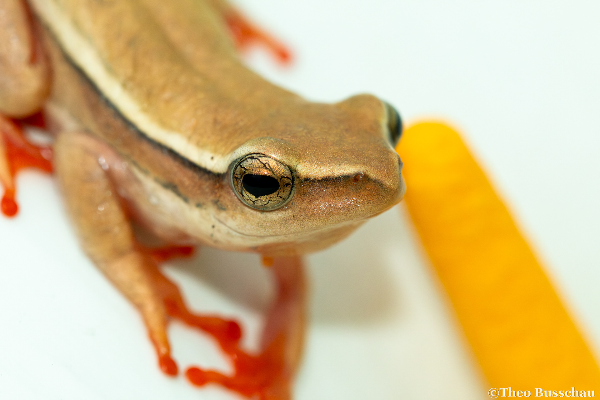 Arum lily reed frog, Western Cape, South Africa.