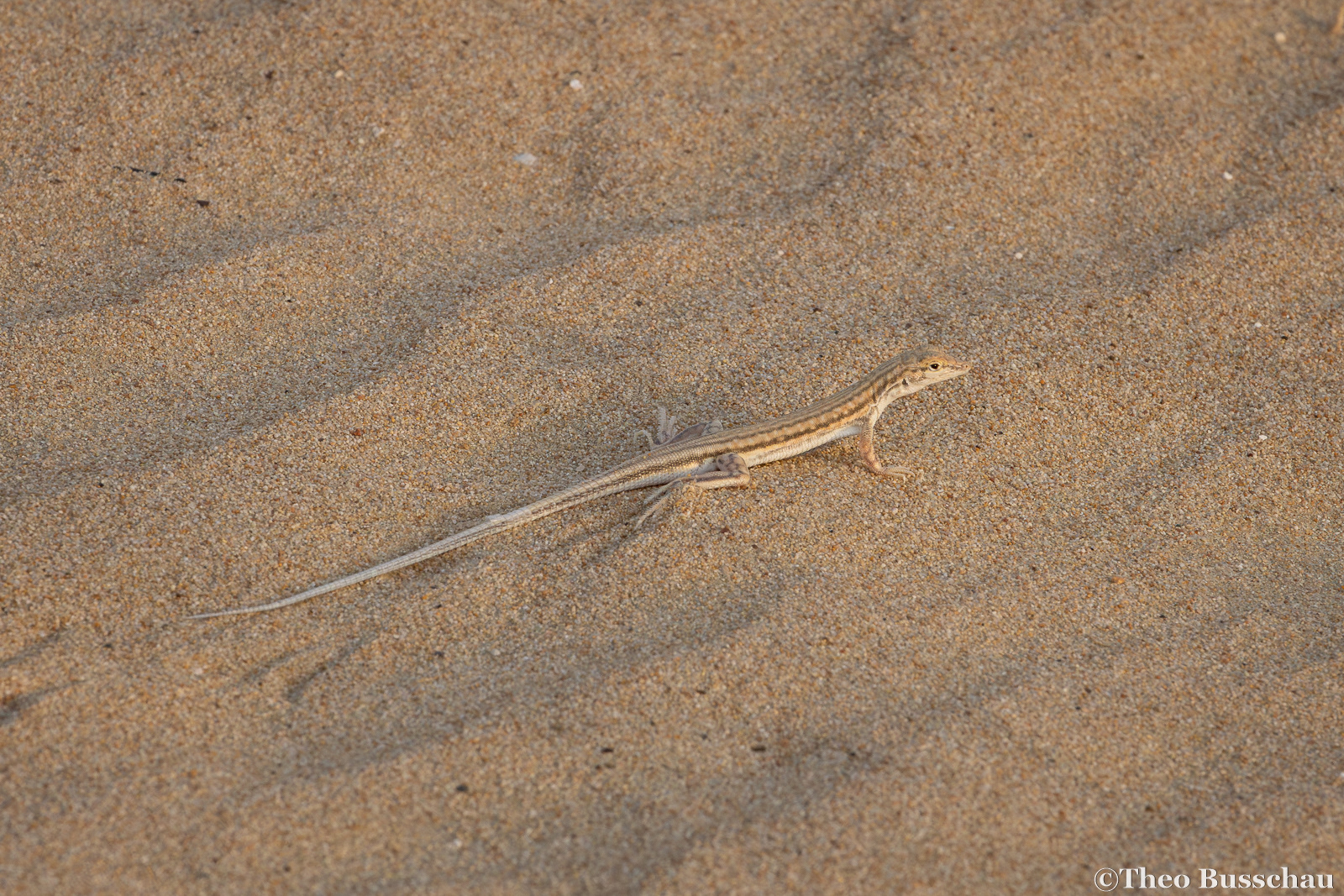 Saudi fringe-toed lizard, Dubai, United Arab Emirates. 
