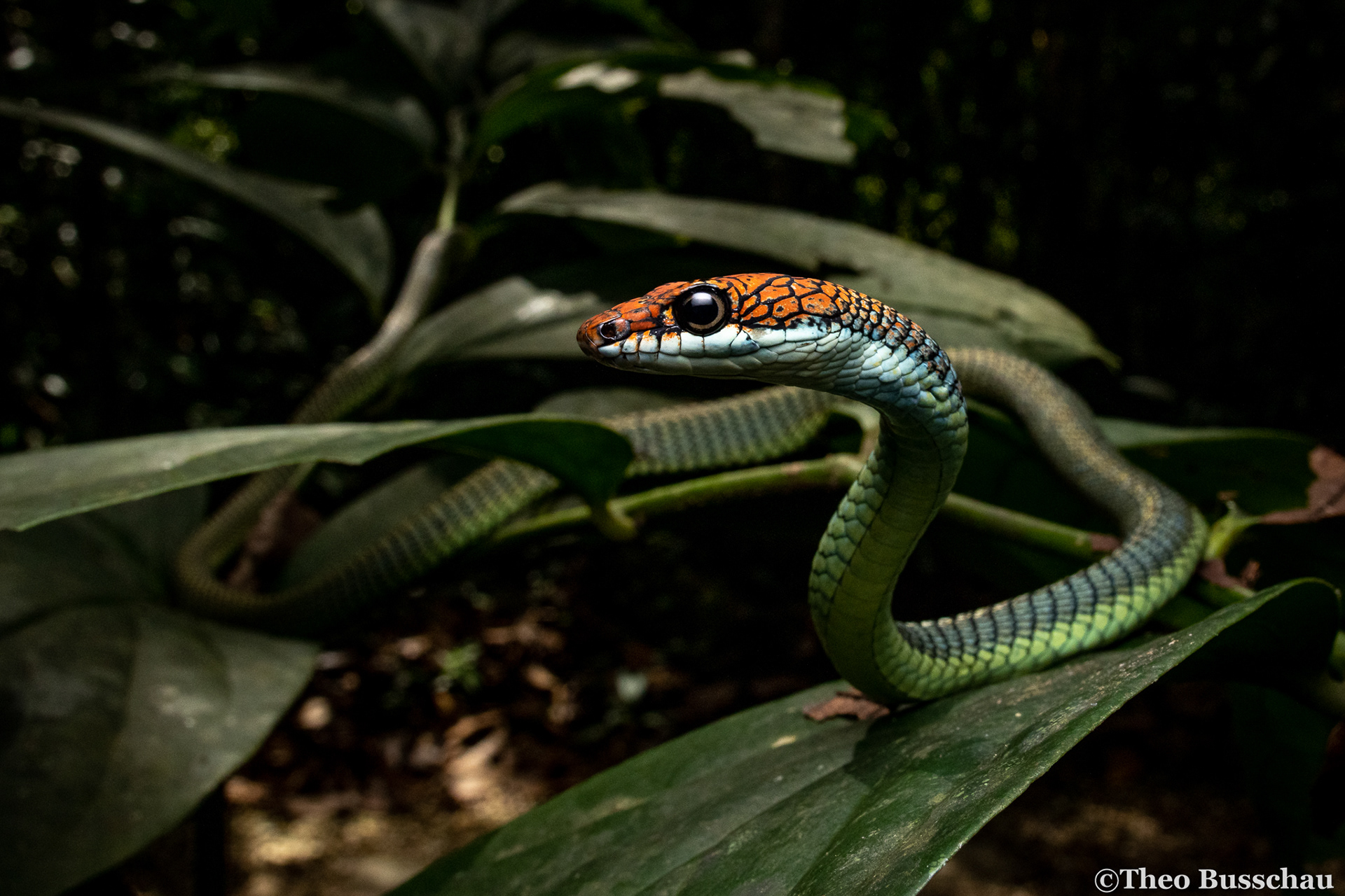 Paradise flying snake, Sabah, Malaysia.