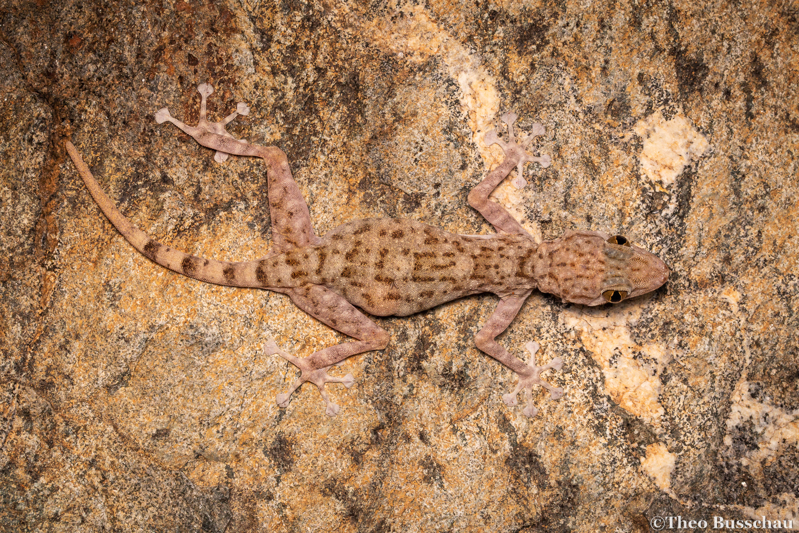 Orlov's fan-toed gecko, Sharjah, United Arab Emirates.