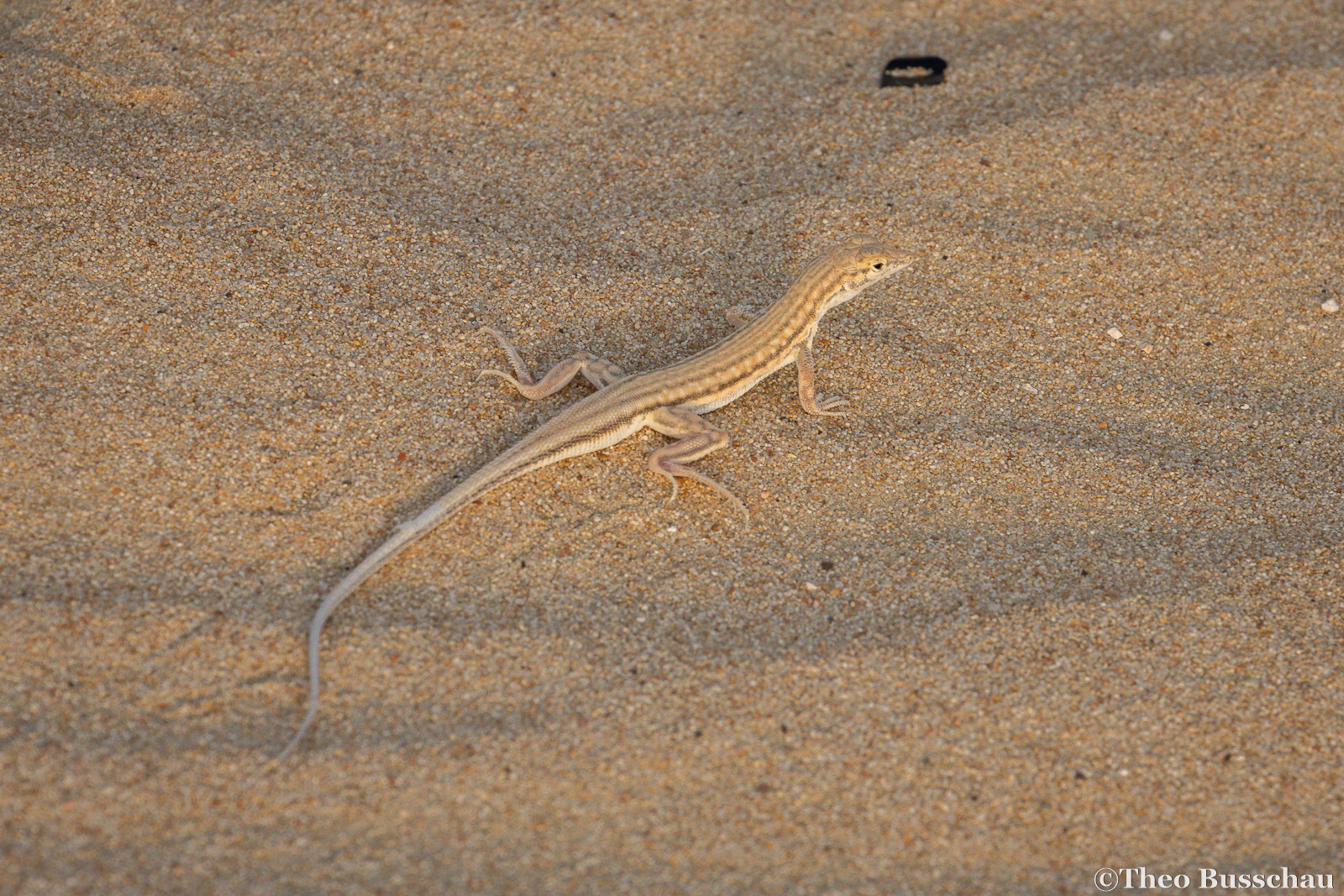 Saudi fringe-toed lizard, Dubai, United Arab Emirates. 
