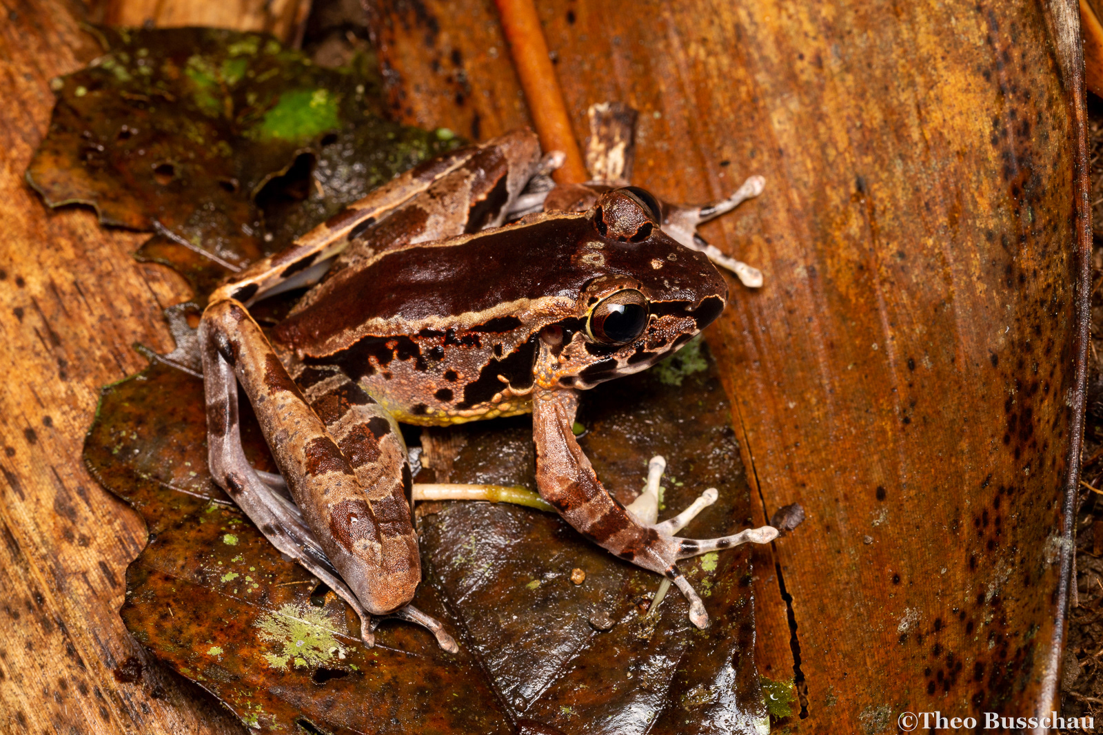 Hole-in-the-head frog, Sabah, Malaysia.
