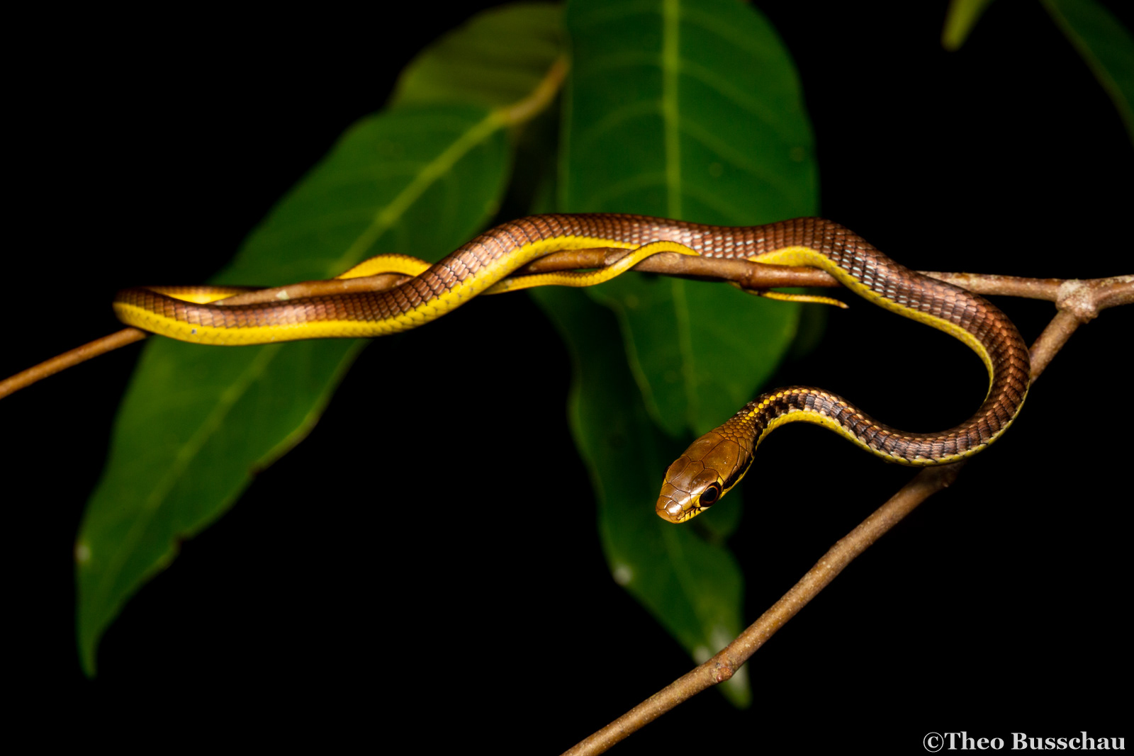 Burmese bronzeback, Dong Nai, Vietnam.
