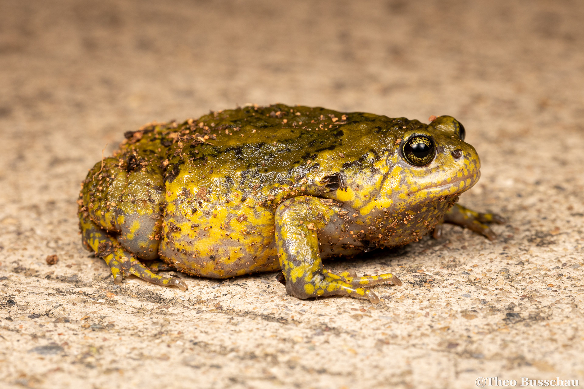 Boreal digging frog, Beijing, China.