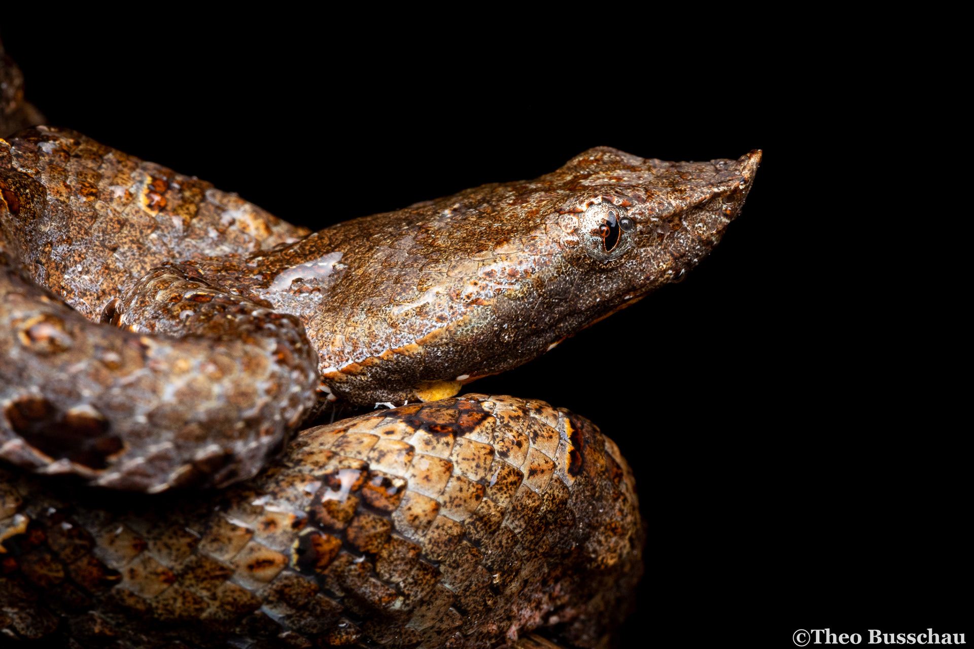 Lowland hump-nosed pit viper, Western Province, Sri Lanka.