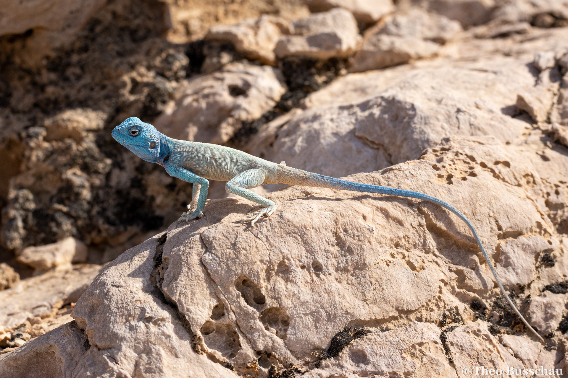 Hajar rock agama, Abu Dhabi, United Arab Emirates.