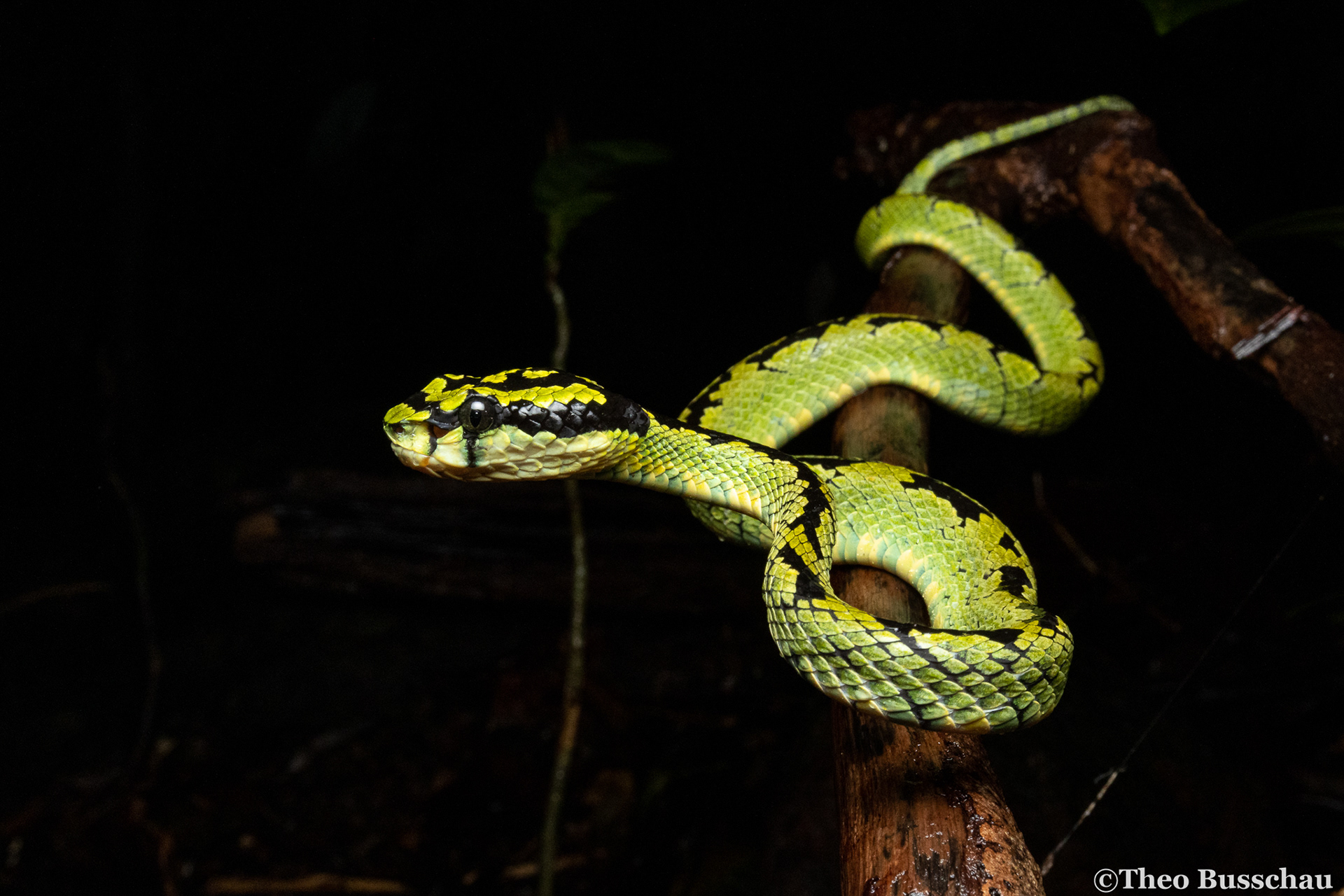 Sri Lankan green pit viper, Western Province, Sri Lanka.