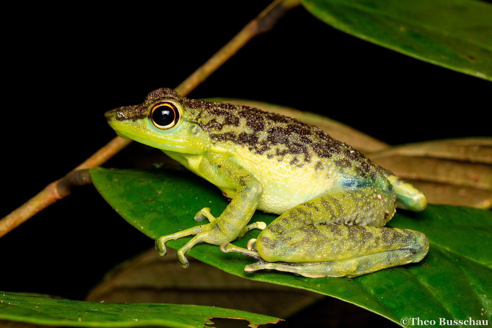 Black-spotted rock frog, Sabah, Malaysia.